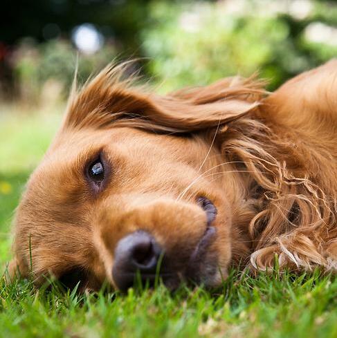 כלב חמוד עם שם שנוי במחלוקת