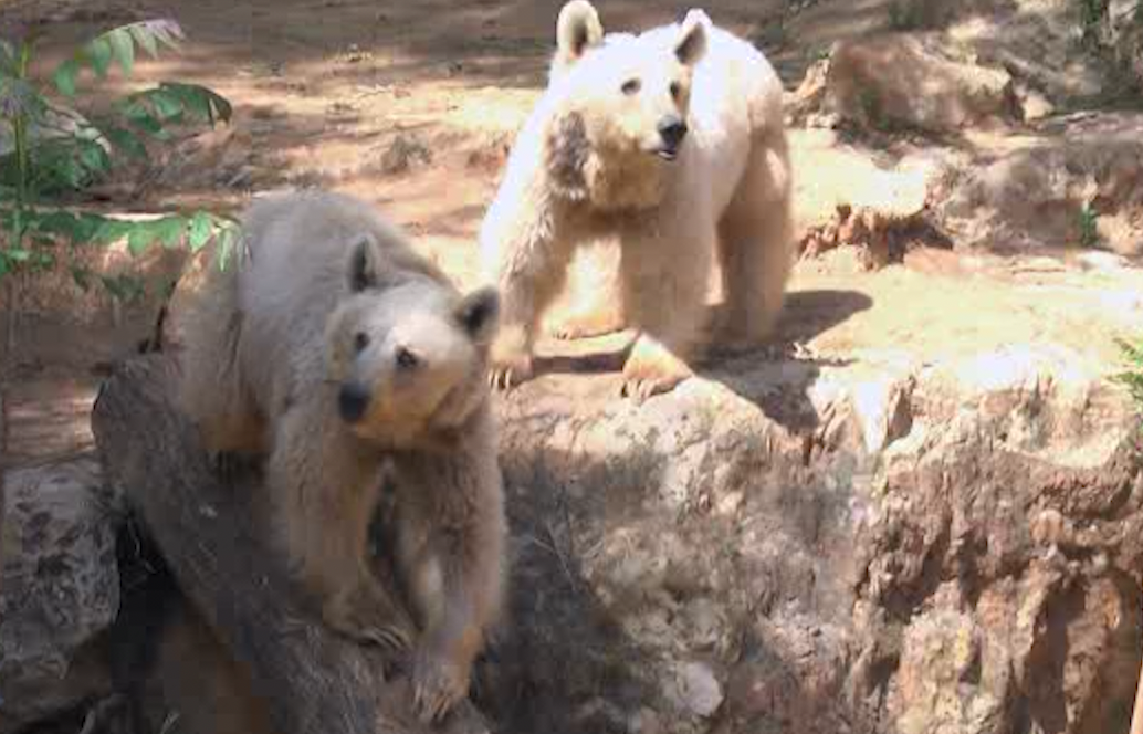 הדובים בגן החיות התנ״כי