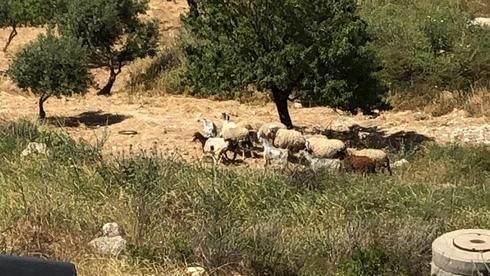 עשרות כבשים וגמלים ישרתו יחד ביחידה למניעת שריפות בירושלים