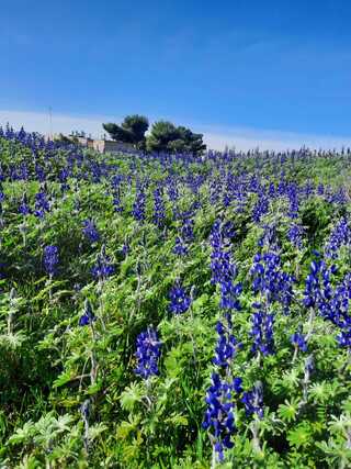גבעת התורמוסים בארמון הנציב