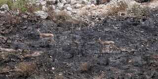 הנזק בנחל זמרי בפסגת זאב