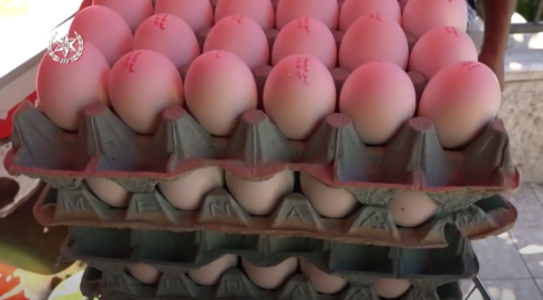 אלפי ביצים לא מסומנות הושמדו