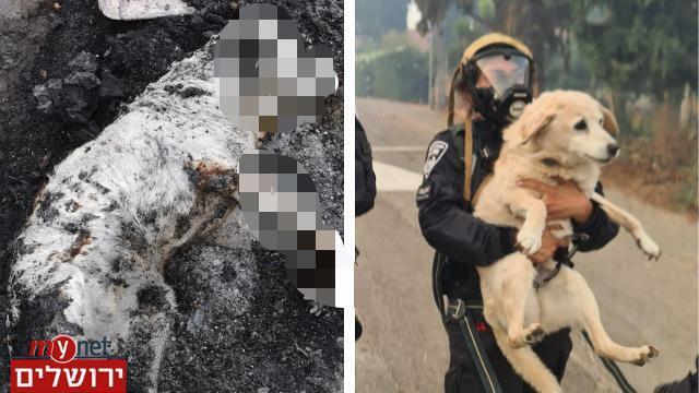 מימין: החילוץ והכלבה אליס, משמאל - גופתה שנמצאה בשטח 