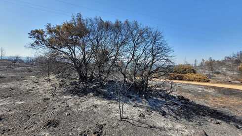 תיעוד נזקי השריפה בשמורת הר טייסים. כמעט כל השמורה נשרפה כליל