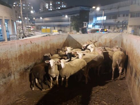 הכבשים שאותרו במשאית
