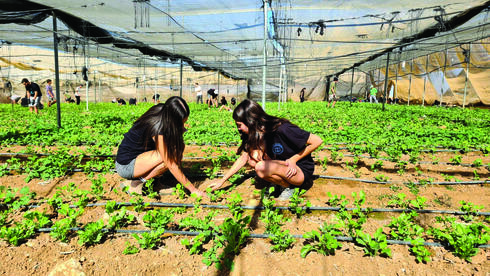 תלמידי זיו מסייעים לחקלאים בעוטף 