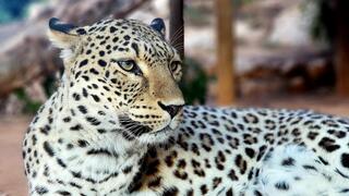 אשור הנמרה הפרסית בגן החיות התנכ״י